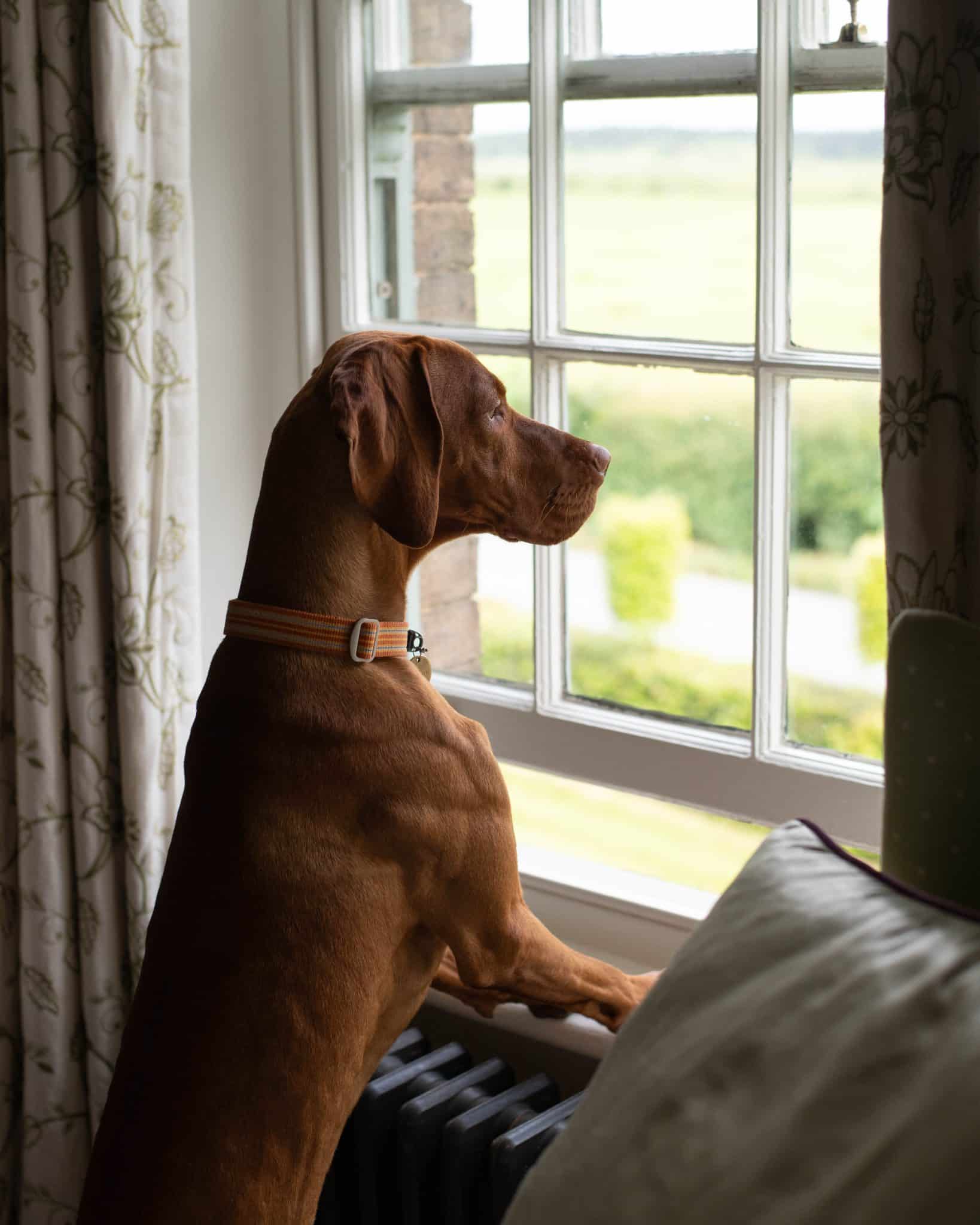 The Victoria, dog-friendly hotel in Norfolk and Suffolk Coast