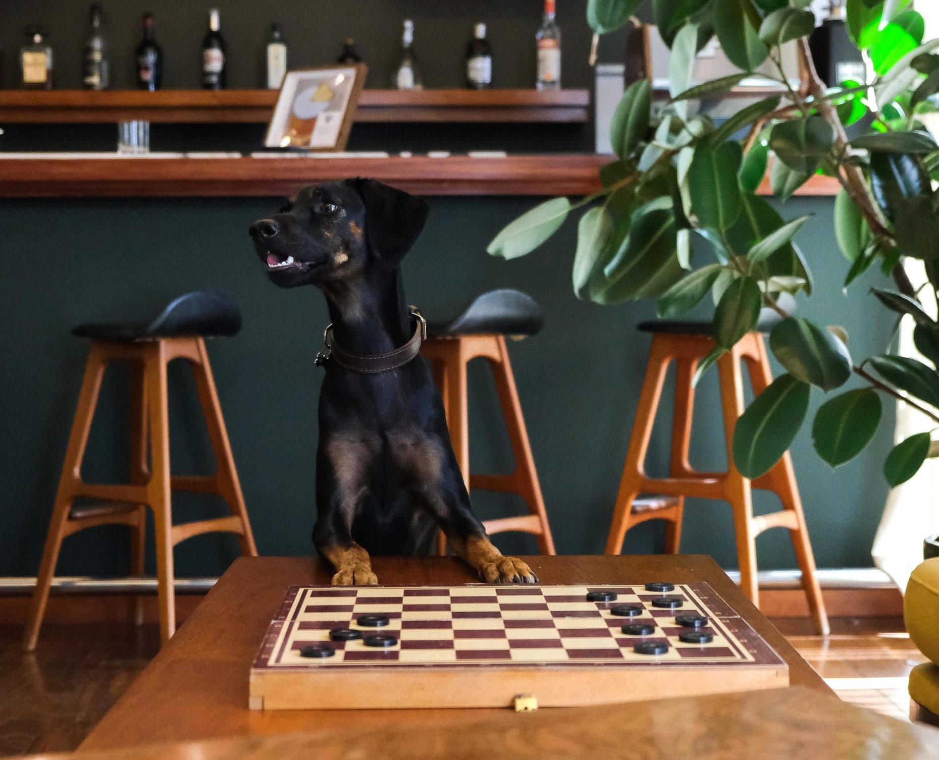 The Vintage Hotel & Spa, dog-friendly hotel in Lisbon