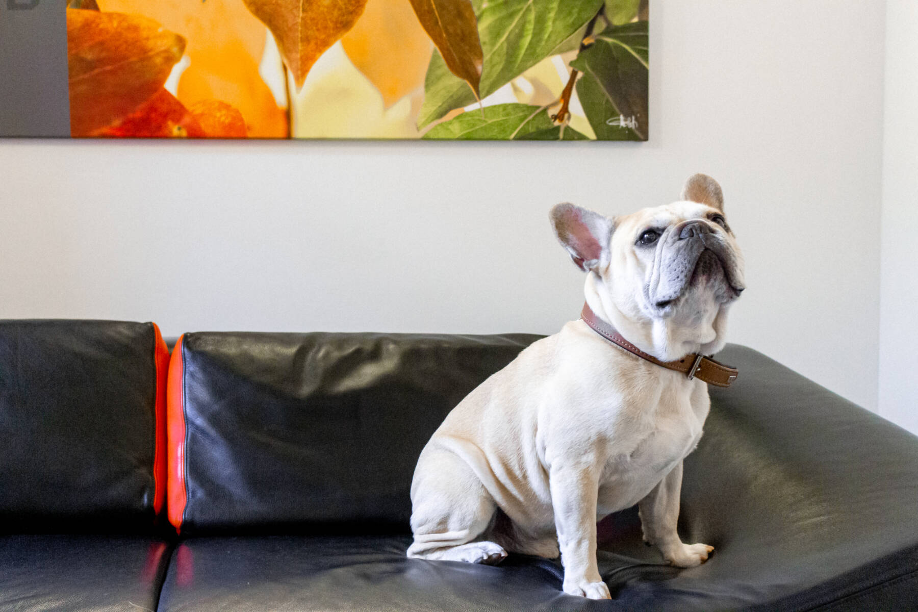 Urban Hotel Design, dog-friendly hotel in Trieste