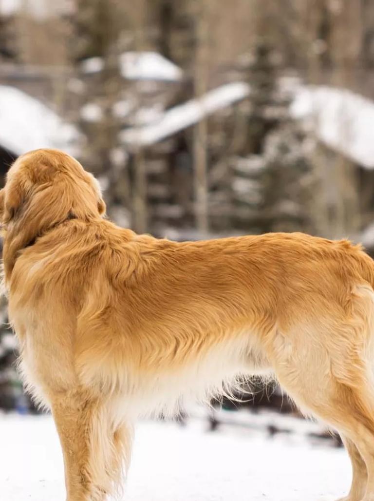 Viceroy Snowmass, dog-friendly hotel in Aspen