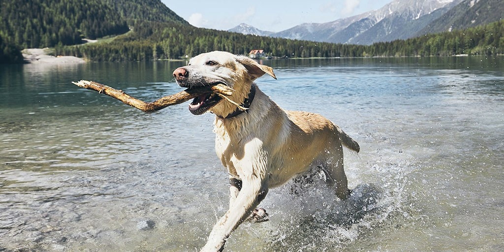 Vitalhotel Sonnenhof, dog-friendly hotel in Kitzbühel