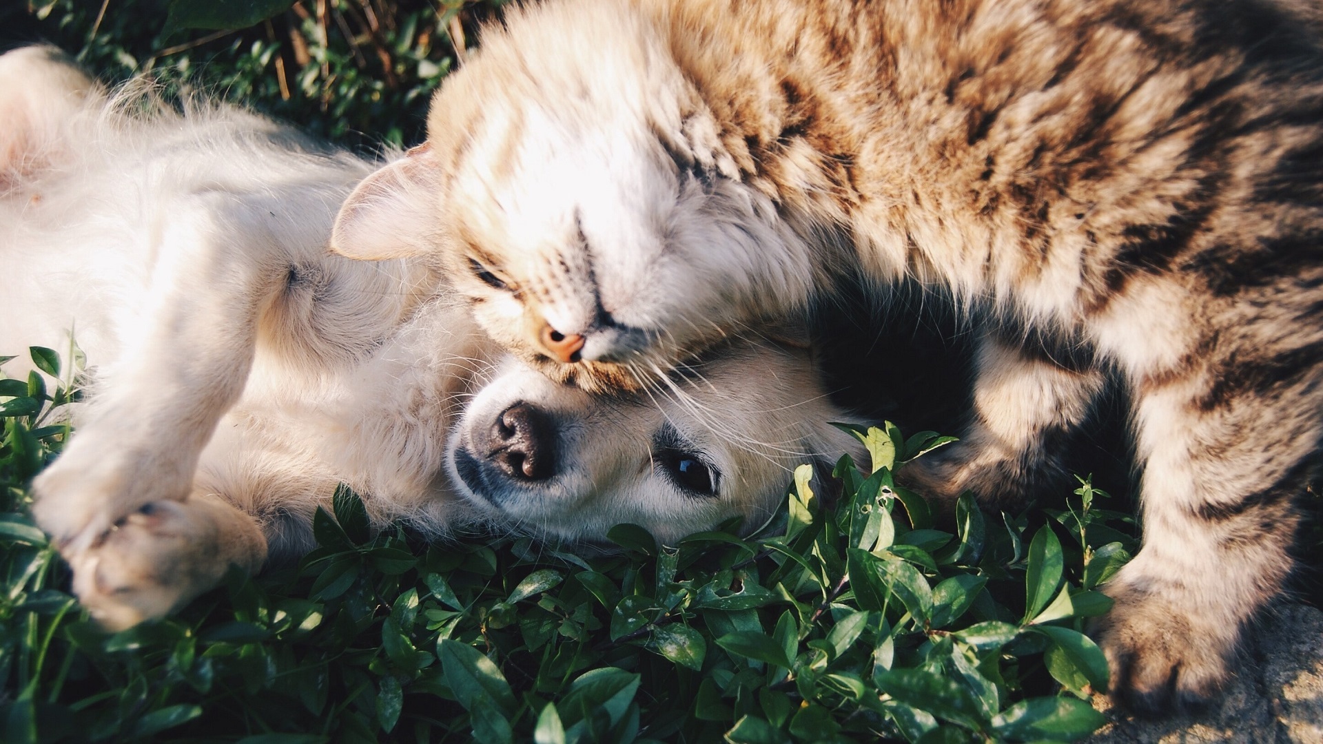 Wellton Riga Hotel & SPA, dog-friendly hotel in Riga