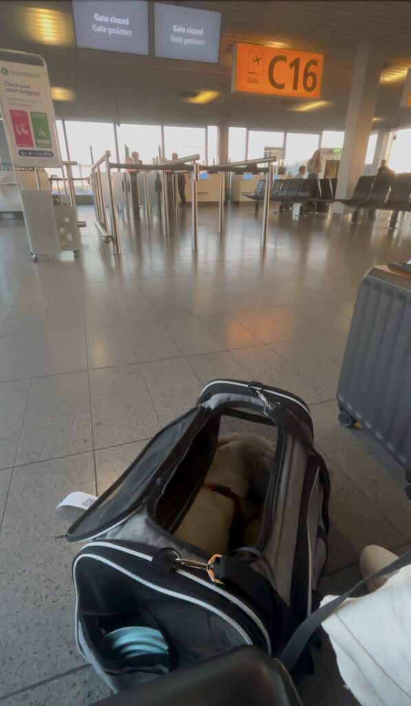 Flying With Your Dog on KLM
